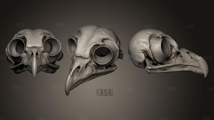 Barred Owl Skull stl model for CNC